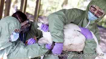 Vogelgrippe: Besonders drei Medikamente können helfen