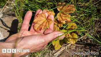 Signs of life on Sycamore Gap tree stump