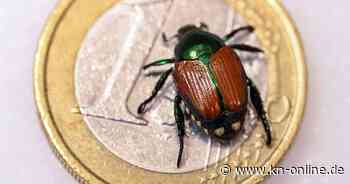 Erster Japankäfer in Deutschland entdeckt