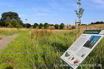 Verstecktes Naturidyll mit wichtiger Aufgabe in Steinheimer Ortsteil