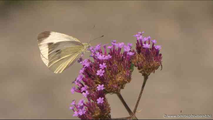 Flevoland - Welke vlinders vliegen er rond in jouw tuin?