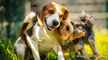 Beagle wird aus Labor gerettet – und findet zum ersten Mal im Leben Freunde