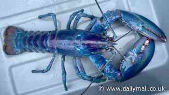 Rare one-in-a-100-million 'cotton candy' lobster is caught off New Hampshire coast