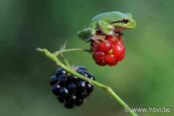 Nooit zo veel boomkikkers in Vlaanderen en 70 procent van populatie leeft in Limburg