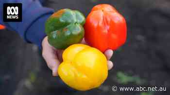 Two-thirds of us buy capsicums, but do you know why the red ones cost more?