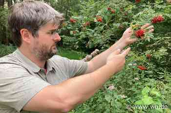 Bäume in Bedrängnis: Die Zukunft des Waldes in Münster ist in Gefahr