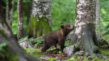 Bären-Jungtier stirbt nach Kollision mit Auto – gehörte es getöteter KJ1?