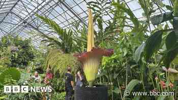 Why is a flower that smells like rotting flesh so popular?