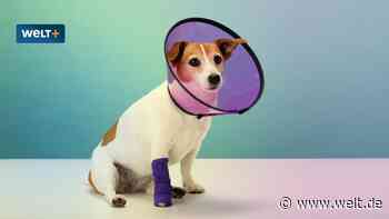 Existenzrisiko Haustier? Diese Versicherungen brauchen Sie für Hund oder Katze