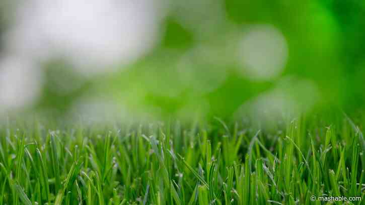 The best lawn mowers for every garden