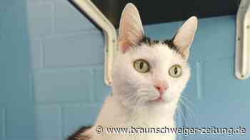 Ungepflegt aufgefunden: Katzendame Helga streunte allein herum