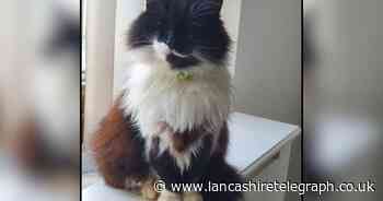 Plea issued as Accrington ‘Asda cat’ reported missing