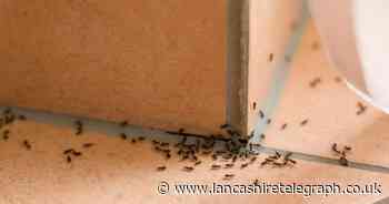 How to find where ants are coming from in the house