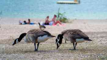 Haufen überall: Deshalb lieben Nilgänse Badewiesen