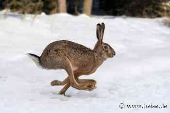 Rabbit R1: Hardware-Hacker haben API-Keys laut Hersteller durch Leak erhalten