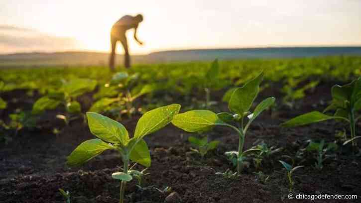 Black, Minority Farmers Get $2 Billion From USDA After Discrimination