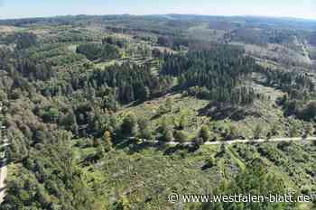 Musik und Picknick locken in den Teutoburger Wald
