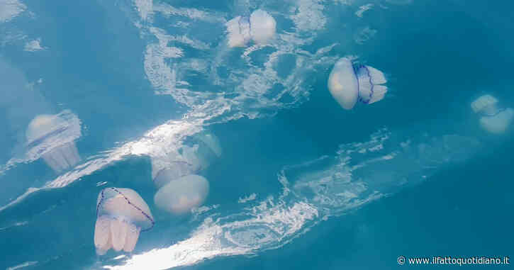 Adriatico tropicale, 30 gradi fino a sei metri di profondità. L’oceanografo: “Motore freddo del Mediterraneo, vi spiego cosa mi preoccupa”
