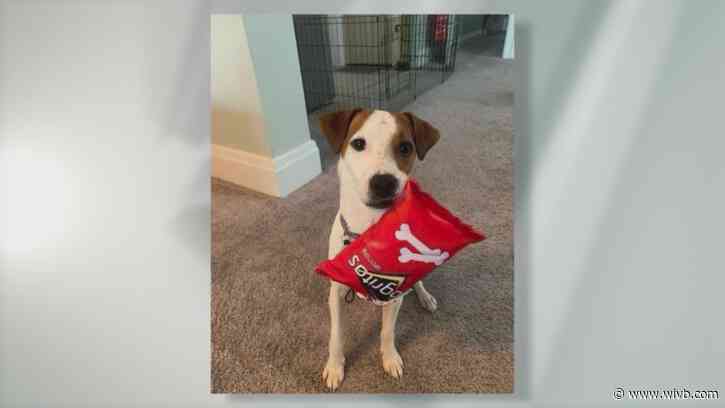 Jack Russell Jeter is ready for adoption