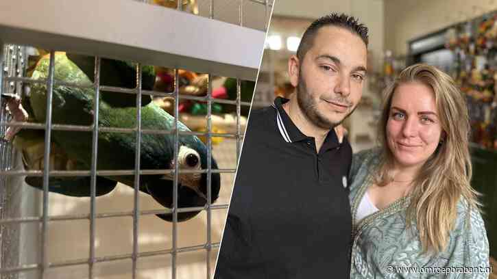 Lorre, lorre!  Ashley en Murat openen eerste papegaaienwinkel van Brabant