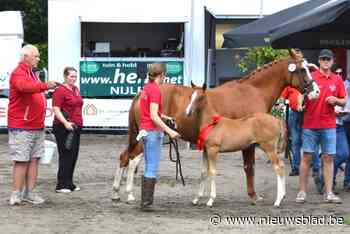 Ermitage Kalone die nu aan de bak is in Parijs populairste hengst bij fokkers uit onze regio, toont veulenkampioenschap