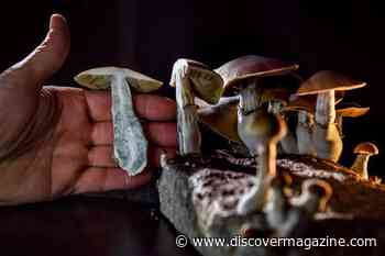 Psilocybin Legislation Is Helping Psychedelic Drugs Make A Comeback