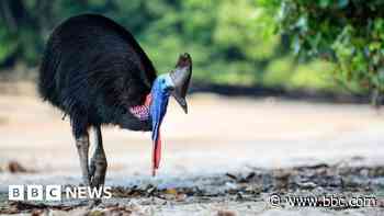 Scientists analyse sound to help endangered animals