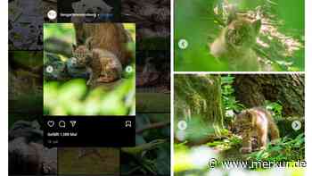 Rätsel um die zwei Luchs-Jungtiere in Nürnberg