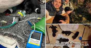 Croydon couple set up GoFundMe after saving puppies