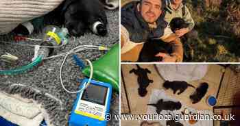 Croydon couple set up GoFundMe after saving puppies