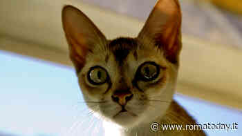 Singapura: il gatto domestico più piccolo del mondo