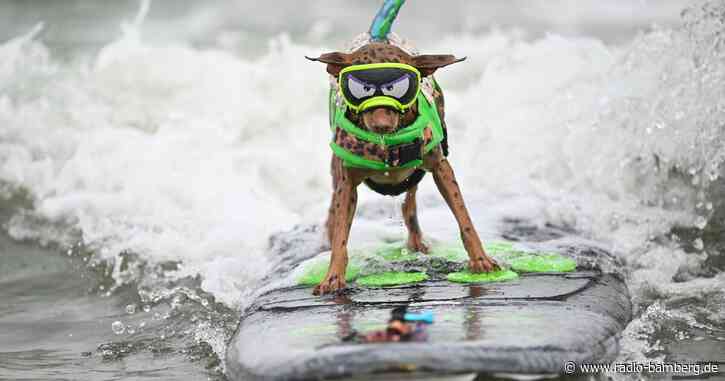 Hunde beweisen ihr Können auf dem Surfbrett