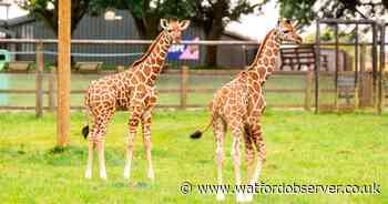 Second giraffe calf born at Whipsnade Zoo this summer