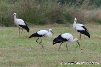 Ooievaarsjongen zijn weer in het wild vrijgelaten