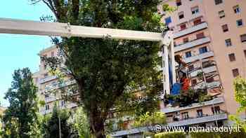 Verifiche sugli alberi di piazza Prati degli Strozzi: "Necessario un abbattimento"