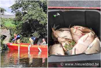 Brandweer haalt “zeker 400 kilo” dode vis uit waterwegen, oorzaak vissterfte nog niet duidelijk