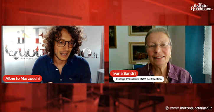 Orsi Trentino, l’etologa: “Kj1 aveva il radiocollare, perché è stata uccisa e non monitorata? Ecco le alternative all’abbattimento”