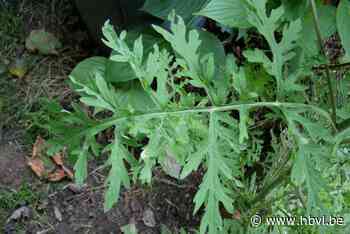 Nederland bezorgd over hooikoortsplant alsemambrosia, situatie in Vlaanderen nog onder controle