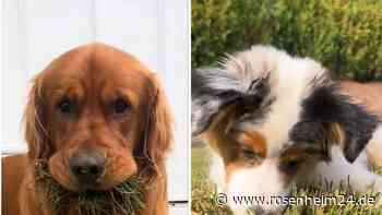 Zum Vegetarier geworden: Golden Retriever frisst am liebsten Gras