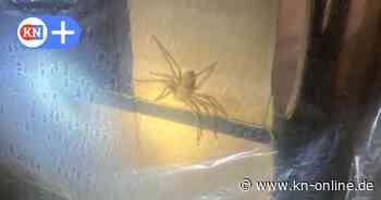 Feuerwehr Kiel: Spinne aus Supermarkt in Gaarden konnte bestimmt werden
