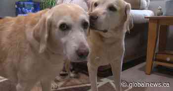 From New Jersey to Regina: Sibling seeing eye dogs reunited after 11 years