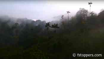 Conservation Photography in the Rainforest: A Must-See Documentary