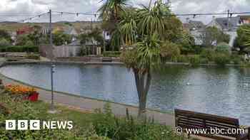 Goose 'attacked with rock by teen' dies