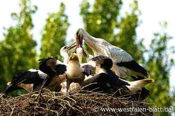 Storchennest für Elverdissen, Boulebahn am Golfclub