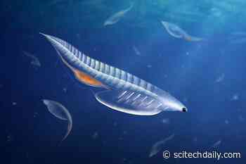 Harvard Researchers Discover Rare Soft-Bodied Vertebrate Fossil in American Great Basin