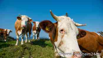 Wieder Wanderer (57) in Tirol von Kühen niedergetrampelt – diese Tipps könnten Euer Leben retten