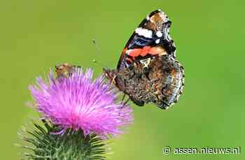 Atalanta vaakst gezien bij tuinvlindertelling; niet eerder zo weinig vlinders geteld