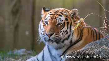 Vor den Augen der Besucher: Tiger-Dame stürzt in Teich – und stirbt