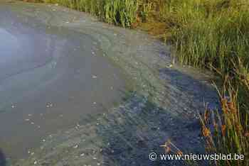 Blauwalgen in spaarbekkens houden vissers en zwemmers weg