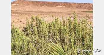 Droogte verlaagt kwaliteit van wilde Marokaanse rozemarijn